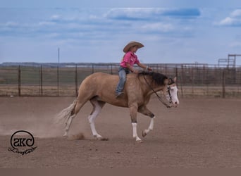 Caballo cuarto de milla, Caballo castrado, 5 años, Buckskin/Bayo