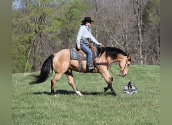 Caballo cuarto de milla, Caballo castrado, 5 años