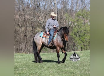 Caballo cuarto de milla, Caballo castrado, 5 años