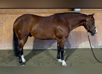 Caballo cuarto de milla, Caballo castrado, 5 años, Castaño oscuro
