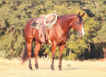 Caballo cuarto de milla, Caballo castrado, 5 años, Castaño rojizo