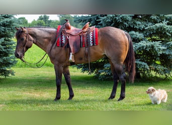 Caballo cuarto de milla, Caballo castrado, 5 años, Castaño-ruano