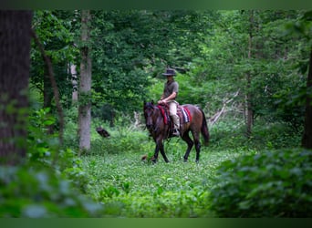 Caballo cuarto de milla, Caballo castrado, 5 años, Castaño-ruano