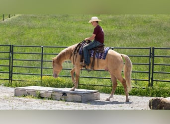 Caballo cuarto de milla, Caballo castrado, 5 años, Champán