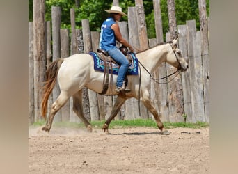 Caballo cuarto de milla, Caballo castrado, 5 años, Champán