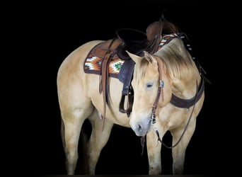Caballo cuarto de milla, Caballo castrado, 5 años, Champán