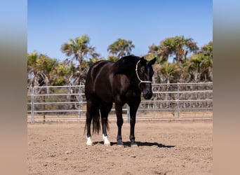 Caballo cuarto de milla, Caballo castrado, 5 años, Negro