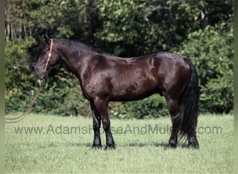 Caballo cuarto de milla, Caballo castrado, 5 años, Negro