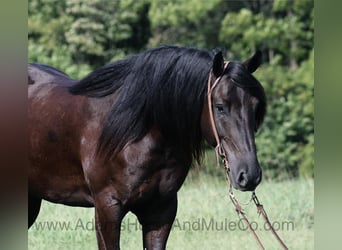 Caballo cuarto de milla, Caballo castrado, 5 años, Negro