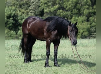 Caballo cuarto de milla, Caballo castrado, 5 años, Negro