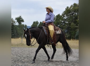 Caballo cuarto de milla, Caballo castrado, 5 años, Negro
