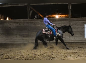 Caballo cuarto de milla, Caballo castrado, 5 años, Negro
