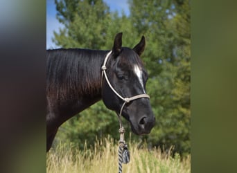 Caballo cuarto de milla, Caballo castrado, 5 años, Negro