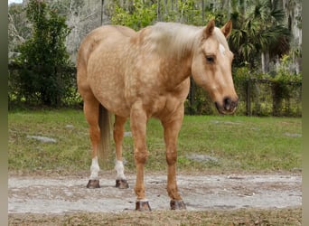 Caballo cuarto de milla, Caballo castrado, 5 años, Palomino