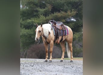 Caballo cuarto de milla, Caballo castrado, 5 años, Palomino