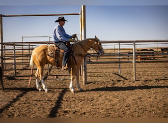 Caballo cuarto de milla, Caballo castrado, 5 años, Palomino