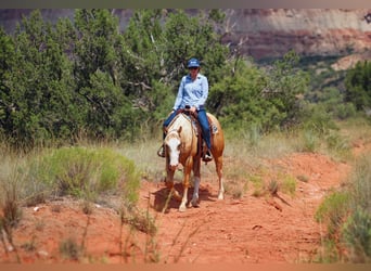 Caballo cuarto de milla, Caballo castrado, 5 años, Palomino