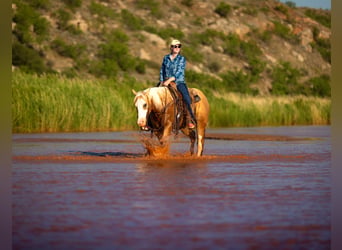 Caballo cuarto de milla, Caballo castrado, 5 años, Palomino