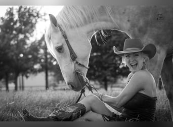Caballo cuarto de milla, Caballo castrado, 5 años, Palomino