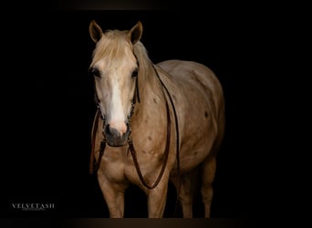 Caballo cuarto de milla, Caballo castrado, 5 años, Palomino