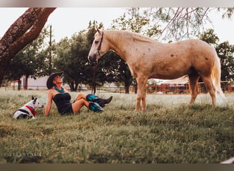 Caballo cuarto de milla, Caballo castrado, 5 años, Palomino