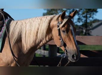 Caballo cuarto de milla, Caballo castrado, 5 años, Palomino