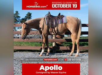 Caballo cuarto de milla, Caballo castrado, 5 años, Palomino