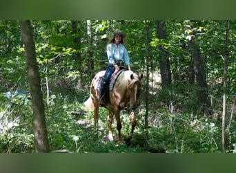 Caballo cuarto de milla, Caballo castrado, 5 años, Palomino