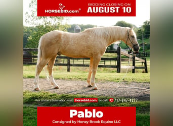 Caballo cuarto de milla, Caballo castrado, 5 años, Palomino