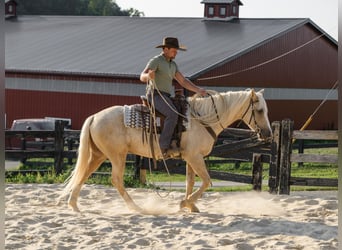 Caballo cuarto de milla, Caballo castrado, 5 años, Palomino