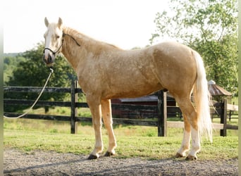 Caballo cuarto de milla, Caballo castrado, 5 años, Palomino