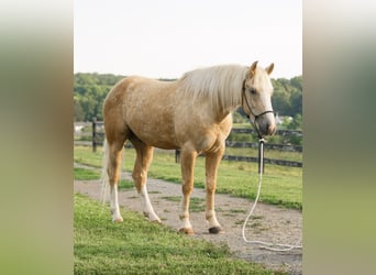 Caballo cuarto de milla, Caballo castrado, 5 años, Palomino