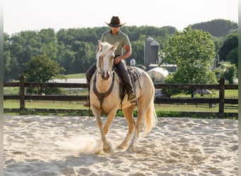 Caballo cuarto de milla, Caballo castrado, 5 años, Palomino