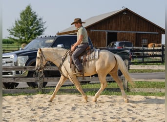 Caballo cuarto de milla, Caballo castrado, 5 años, Palomino