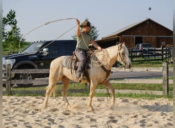 Caballo cuarto de milla, Caballo castrado, 5 años, Palomino