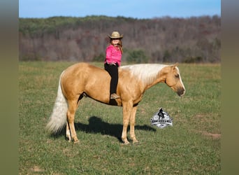Caballo cuarto de milla, Caballo castrado, 5 años, Palomino