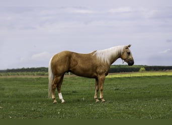 Caballo cuarto de milla, Caballo castrado, 5 años, Palomino