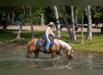 Caballo cuarto de milla, Caballo castrado, 5 años, Palomino