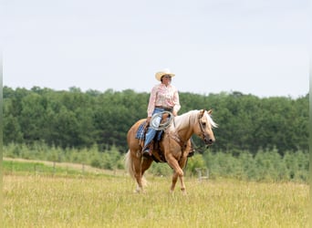 Caballo cuarto de milla, Caballo castrado, 5 años, Palomino