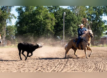 Caballo cuarto de milla, Caballo castrado, 5 años, Palomino