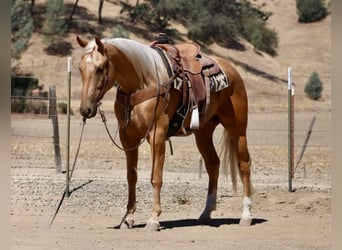 Caballo cuarto de milla, Caballo castrado, 5 años, Palomino