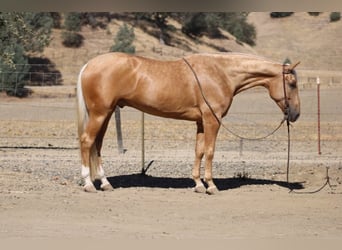 Caballo cuarto de milla, Caballo castrado, 5 años, Palomino