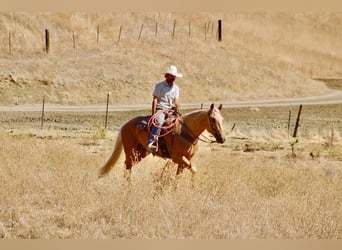 Caballo cuarto de milla, Caballo castrado, 5 años, Palomino