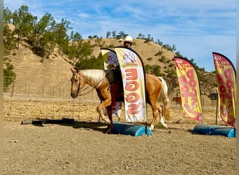 Caballo cuarto de milla, Caballo castrado, 5 años, Palomino