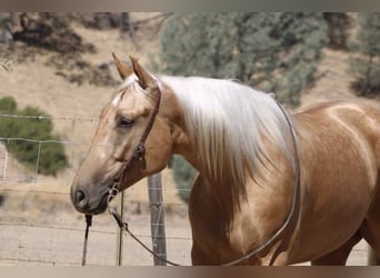Caballo cuarto de milla, Caballo castrado, 5 años, Palomino