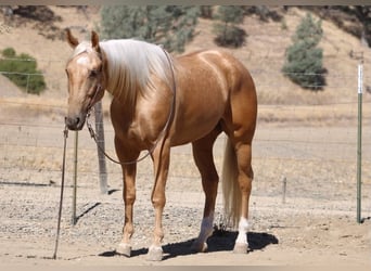 Caballo cuarto de milla, Caballo castrado, 5 años, Palomino