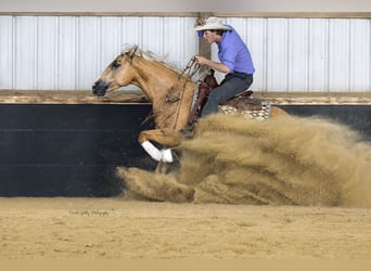 Caballo cuarto de milla, Caballo castrado, 5 años, Palomino