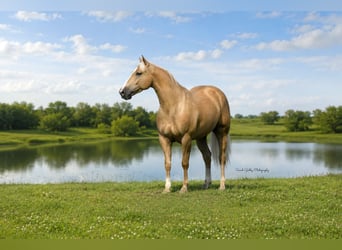 Caballo cuarto de milla, Caballo castrado, 5 años, Palomino