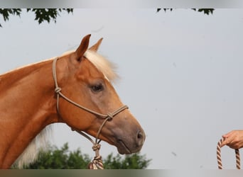 Caballo cuarto de milla, Caballo castrado, 5 años, Palomino