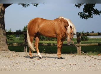 Caballo cuarto de milla, Caballo castrado, 5 años, Palomino